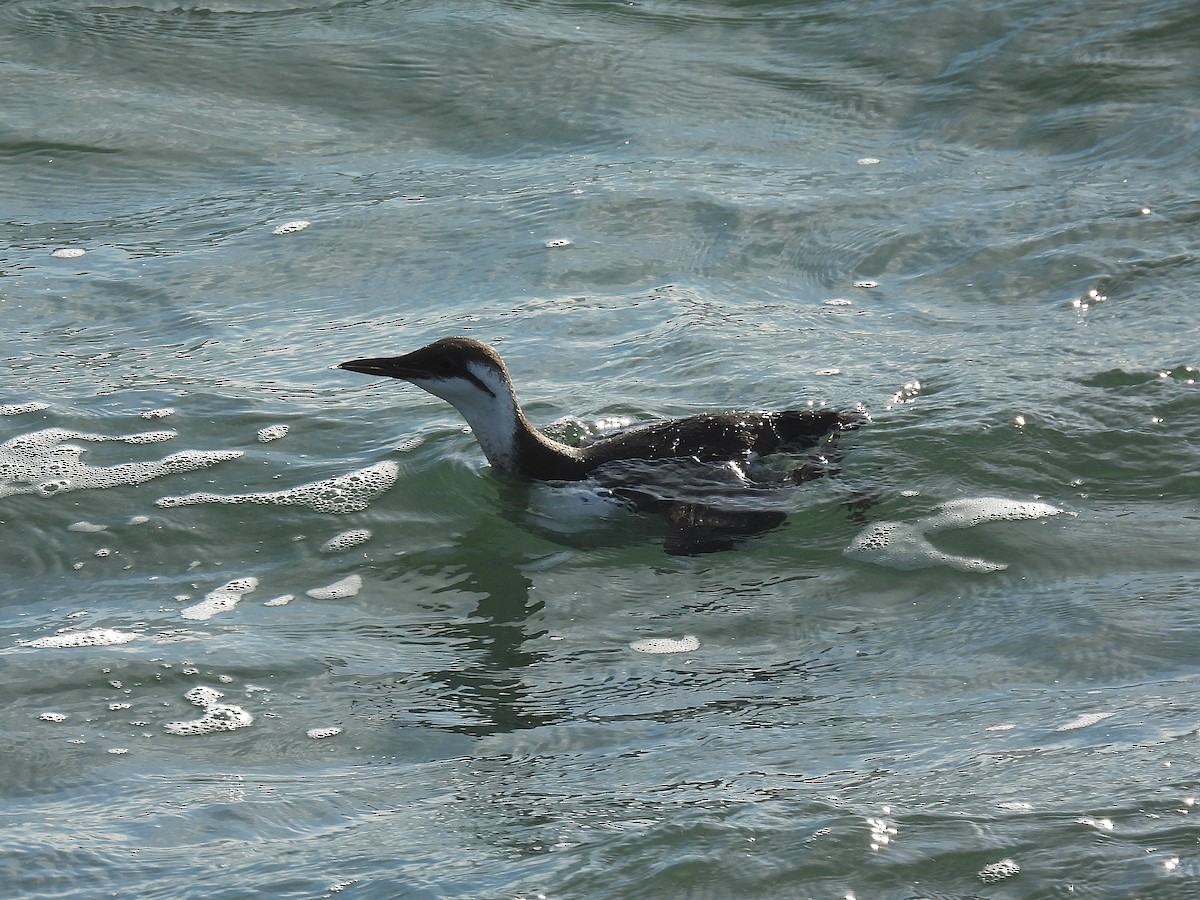 Guillemot marmette - ML646881561