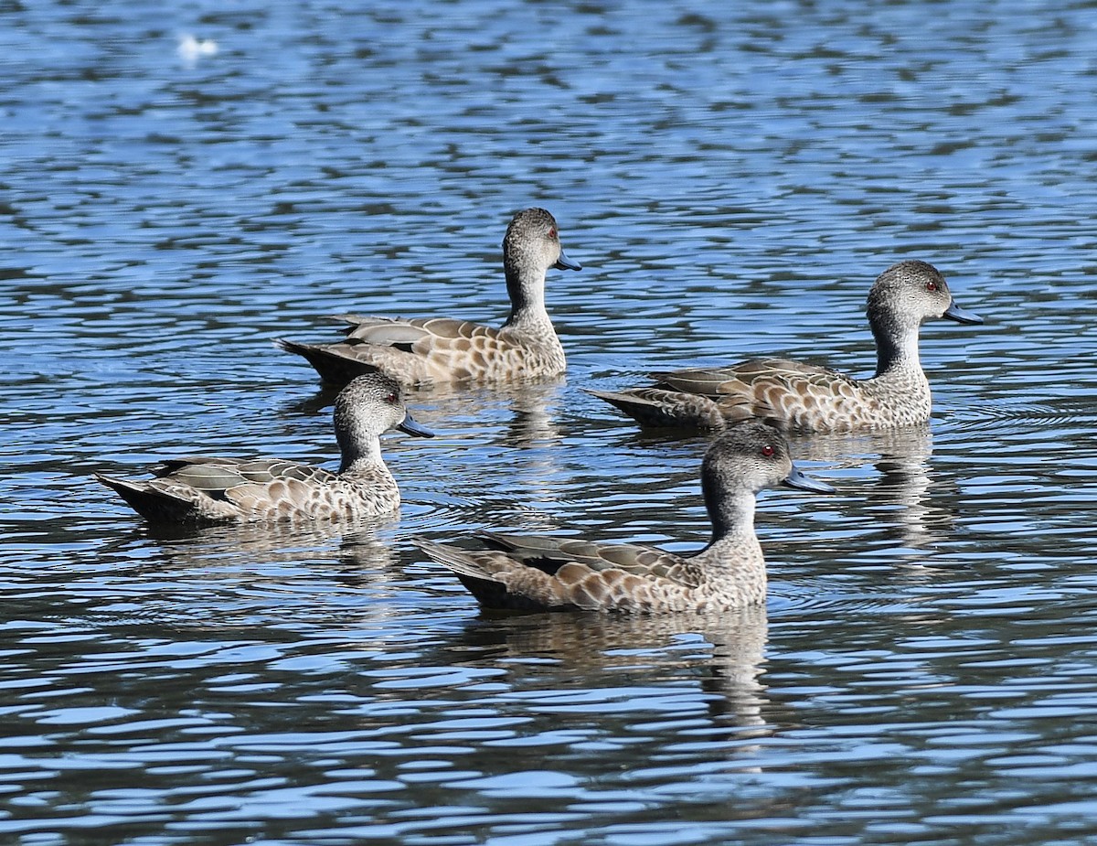 Gray Teal - ML646881562