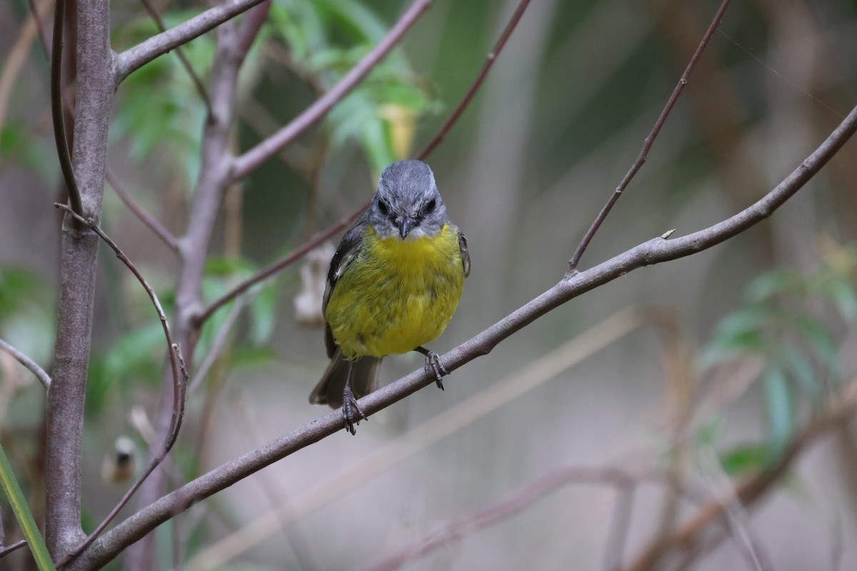 Eastern Yellow Robin - ML646881564