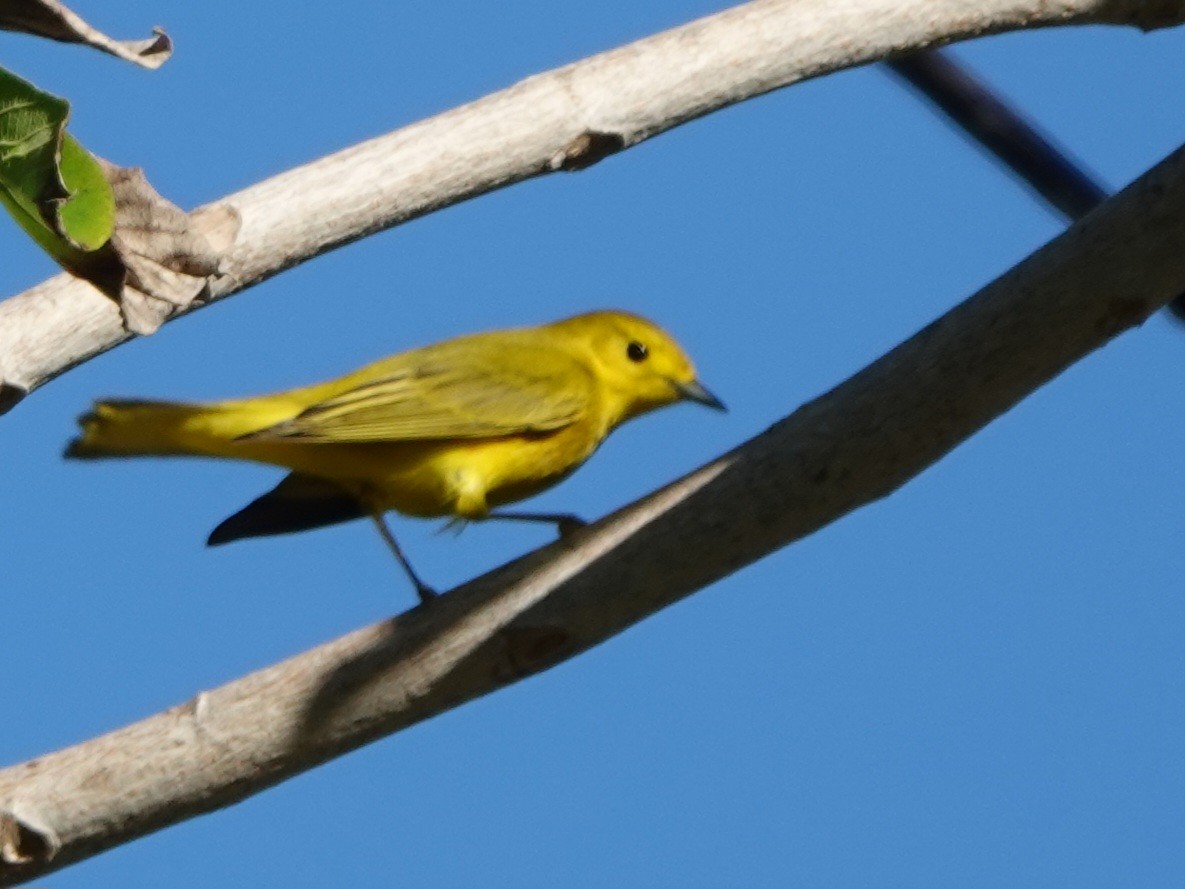 Northern Yellow Warbler - ML646881565