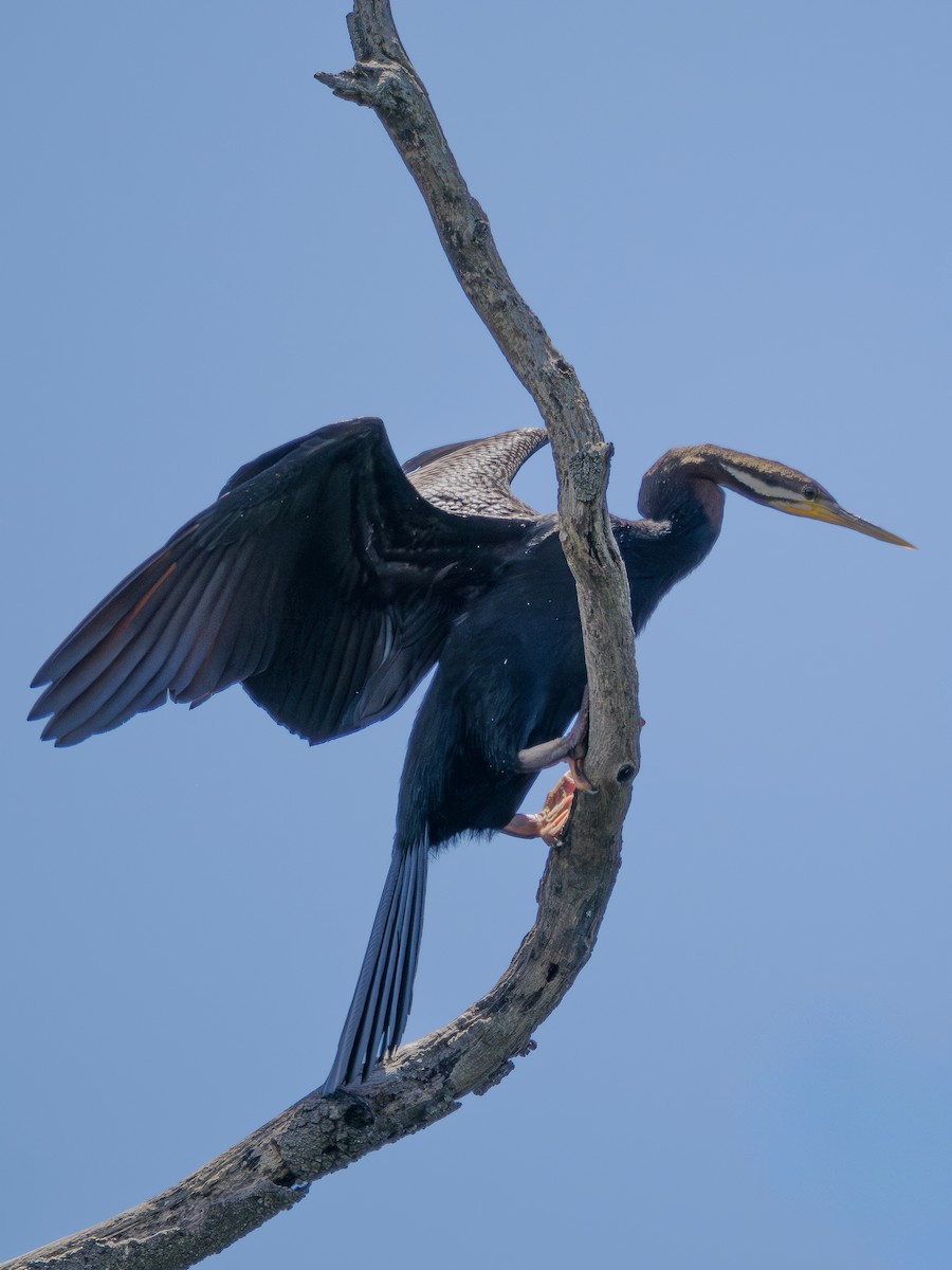 Australasian Darter - ML646881567