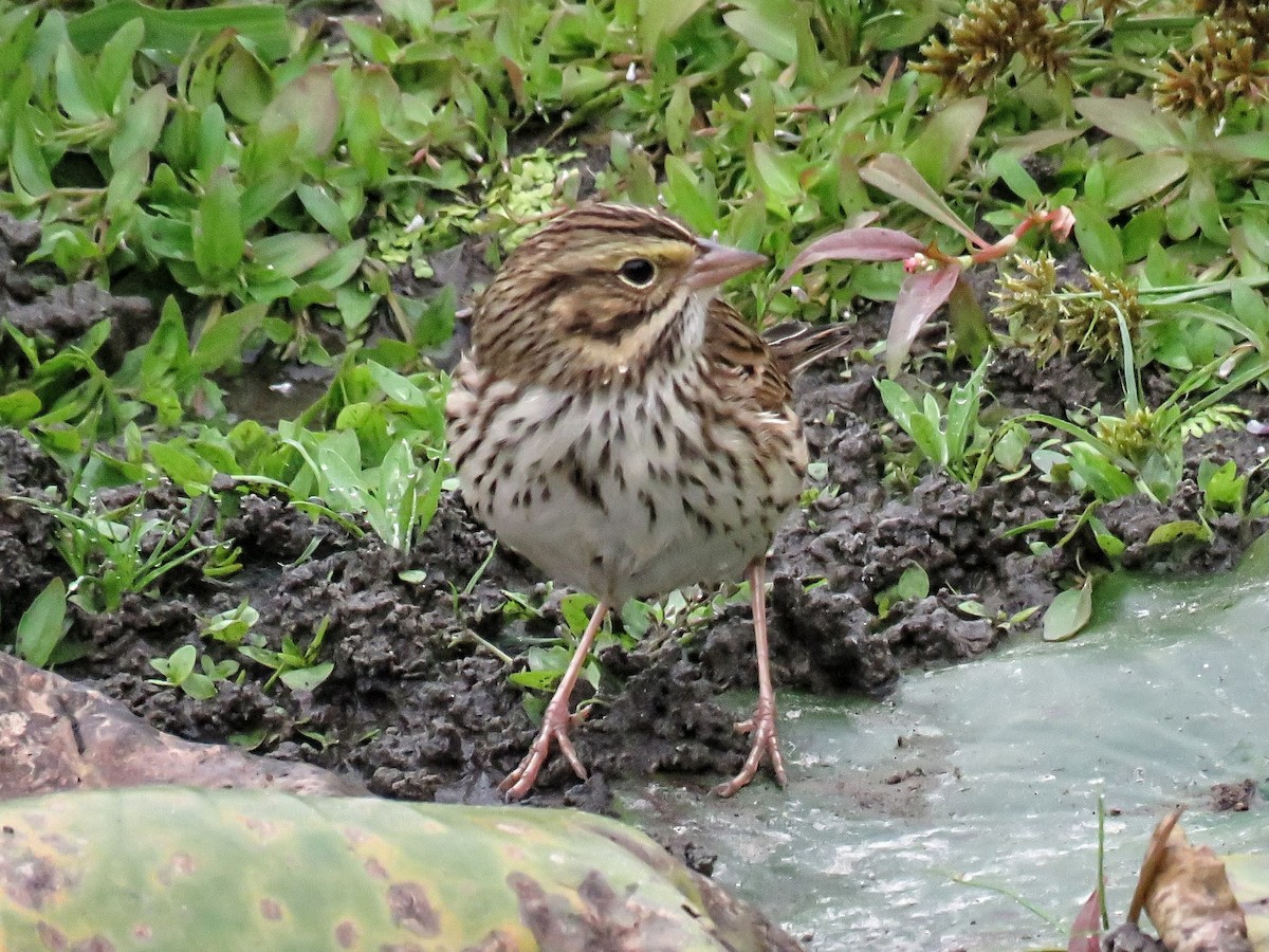 Savannah Serçesi - ML646881568