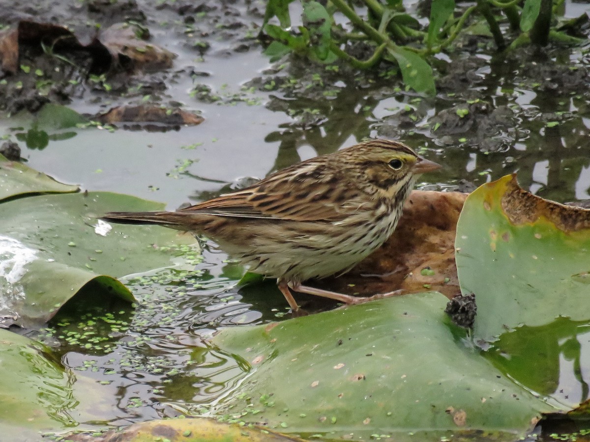 Savannah Serçesi - ML646881569