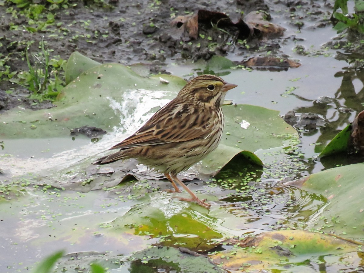 Savannah Serçesi - ML646881570