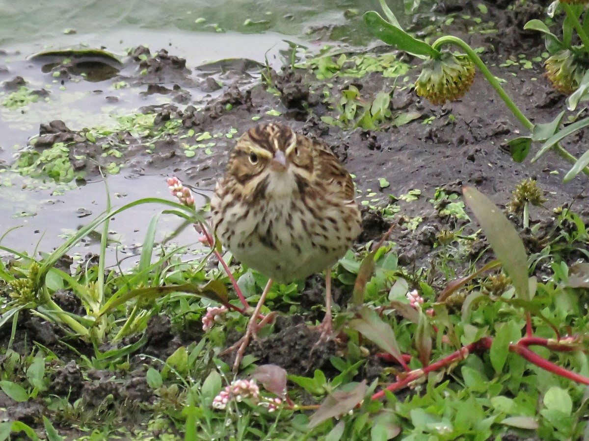 Savannah Serçesi - ML646881571