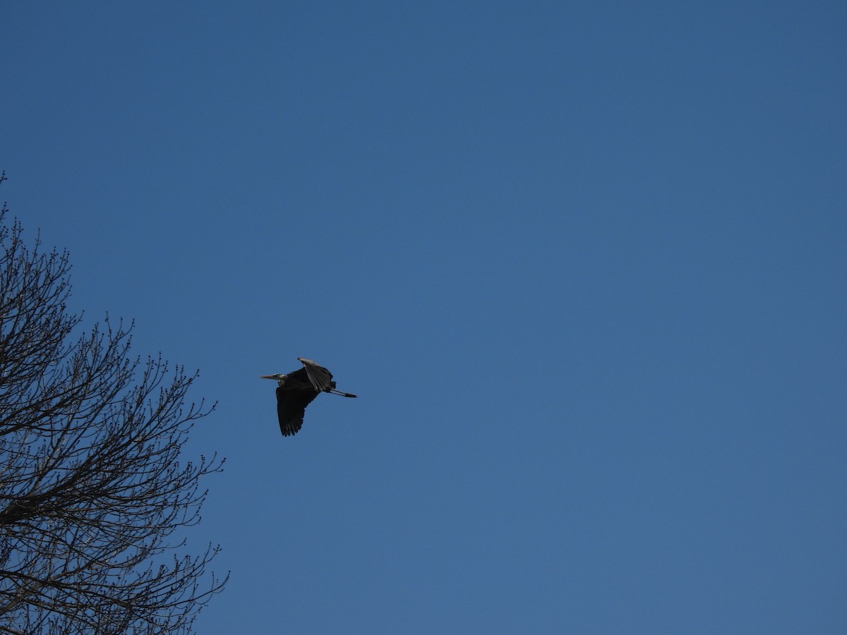 Great Blue Heron - ML646881572