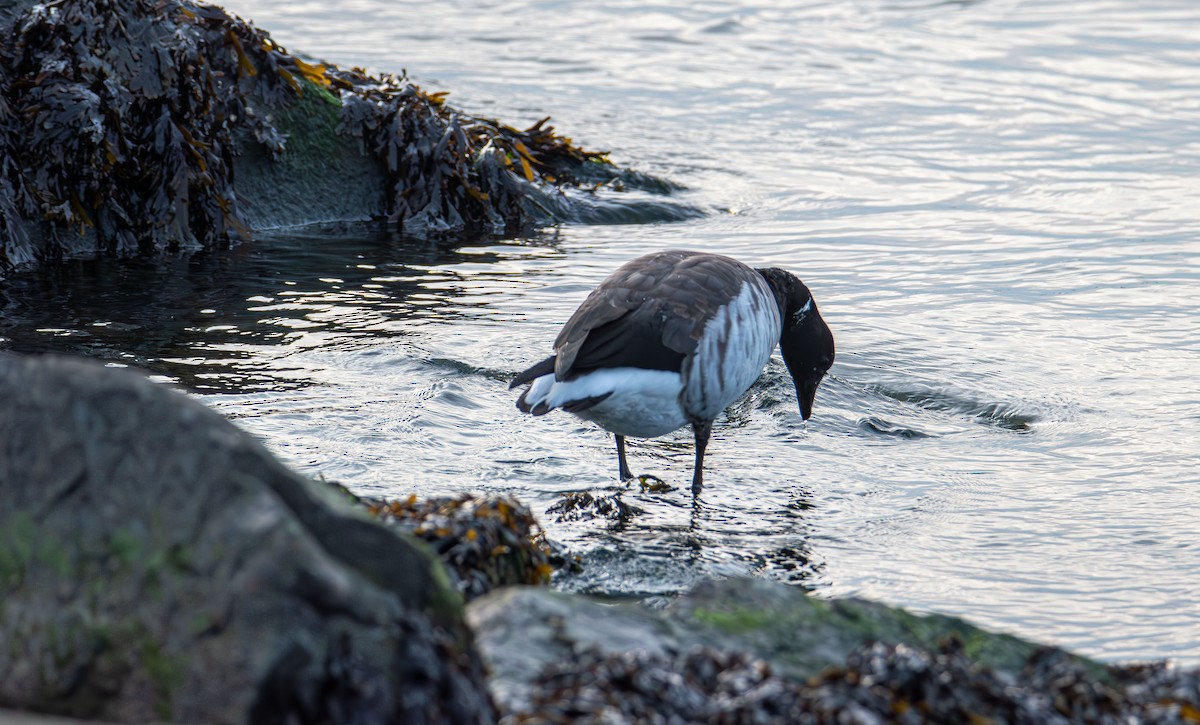 Чёрная казарка - ML646881574