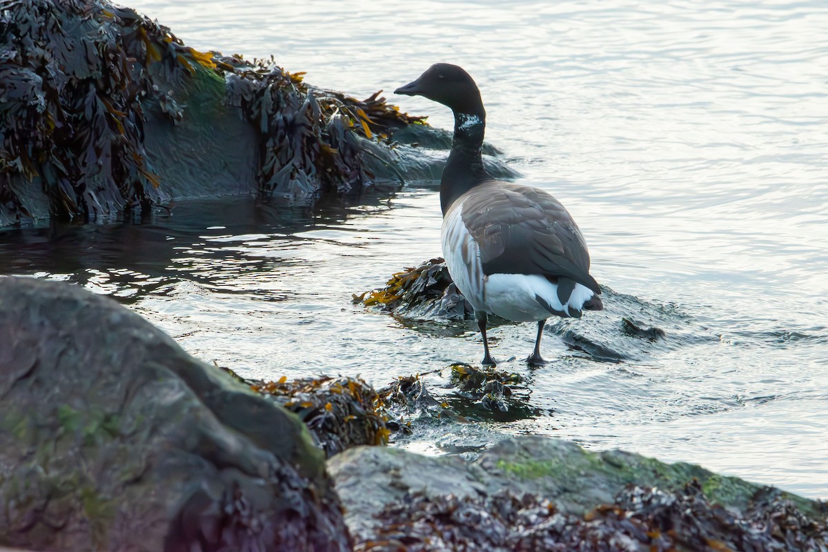 Чёрная казарка - ML646881575