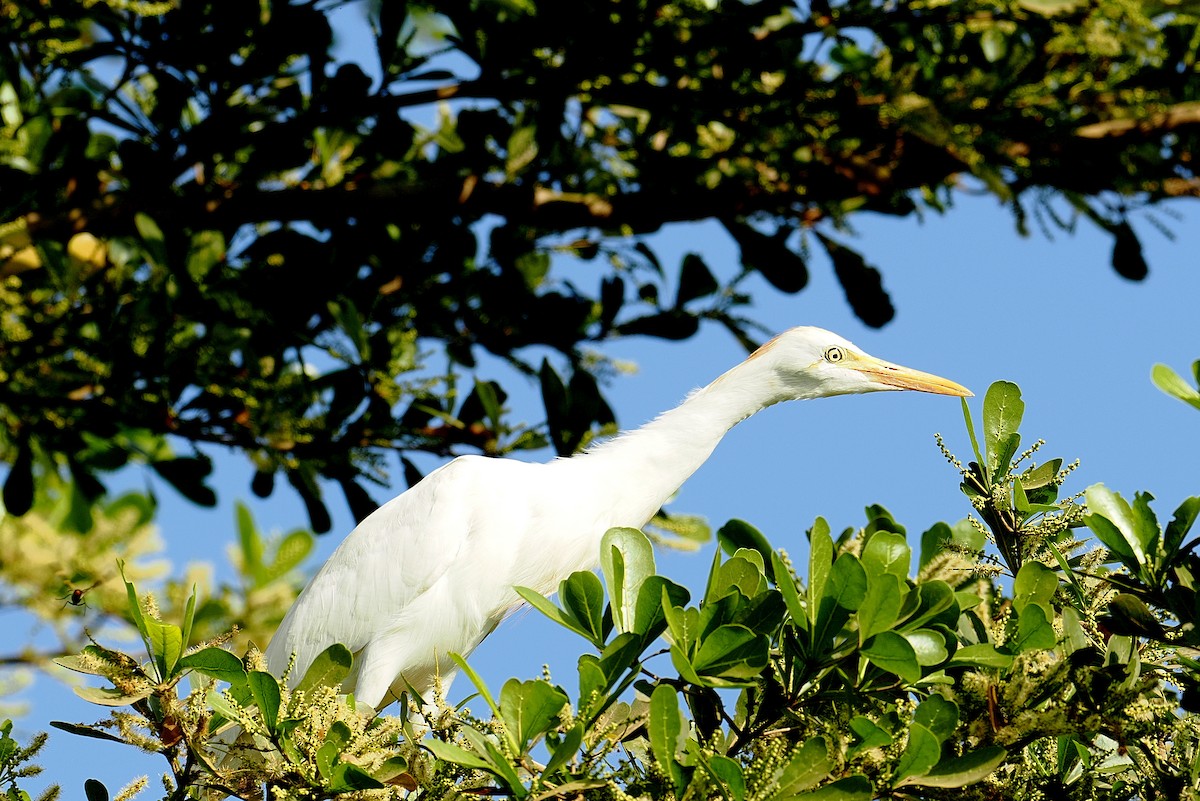Western Cattle-Egret - ML646881577