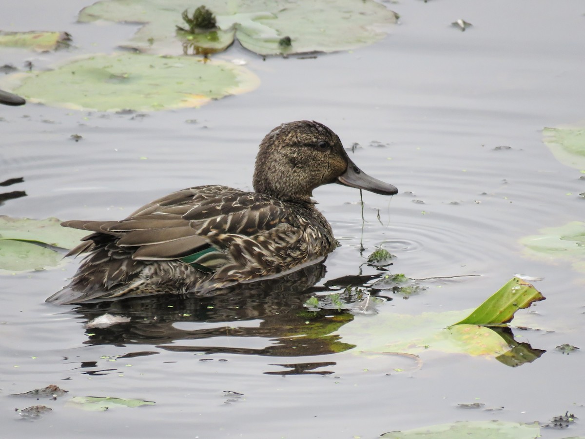 Чирок-свистунок - ML646881580