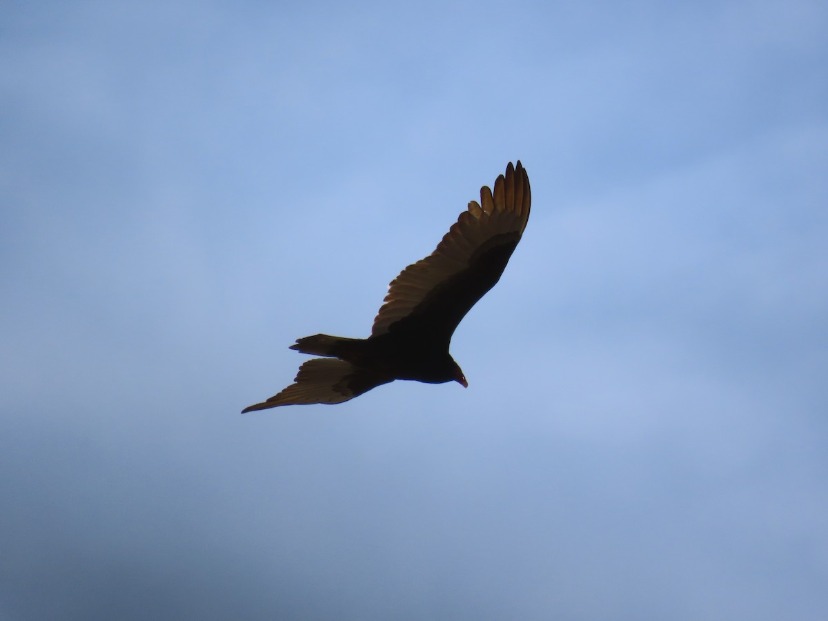 Turkey Vulture - ML646881587