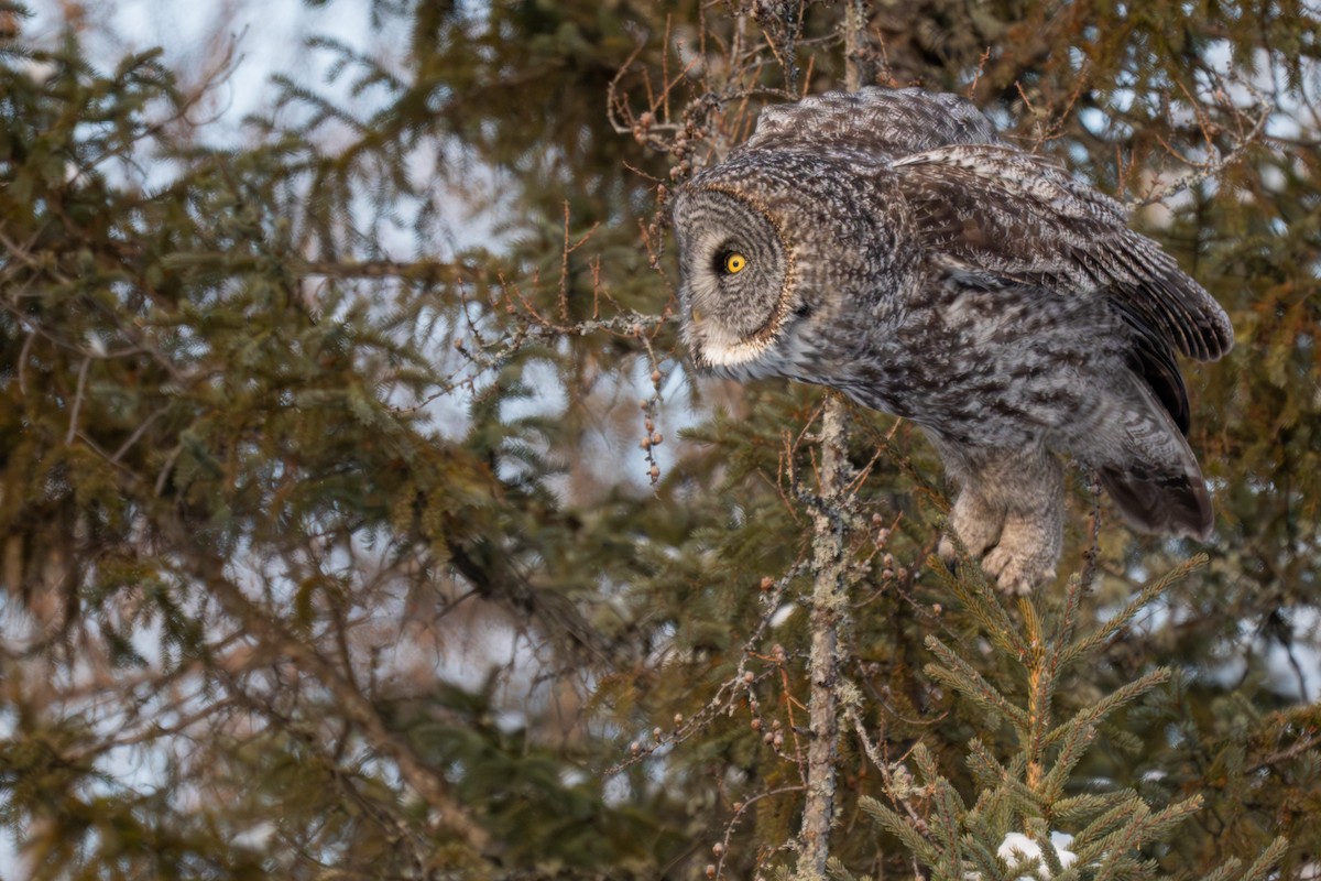 Bartkauz - ML646881588