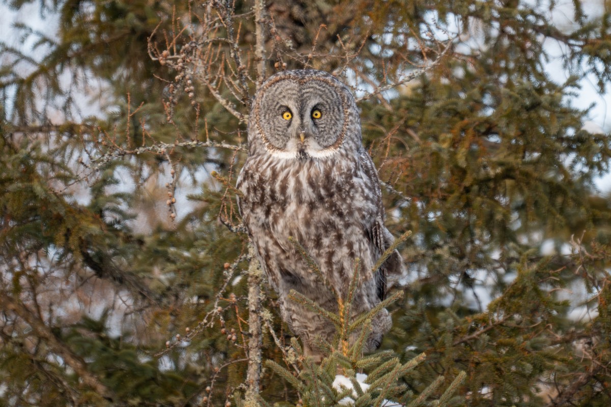 Bartkauz - ML646881589