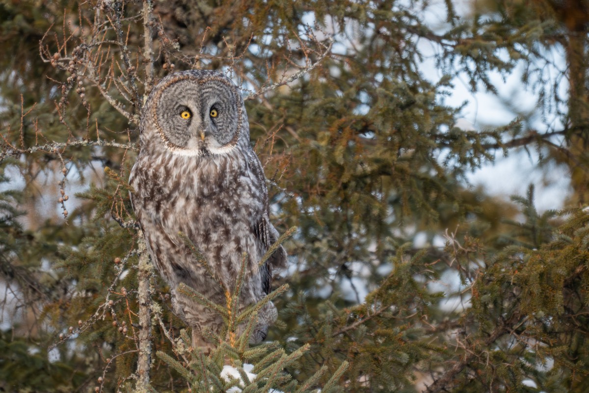 Bartkauz - ML646881590