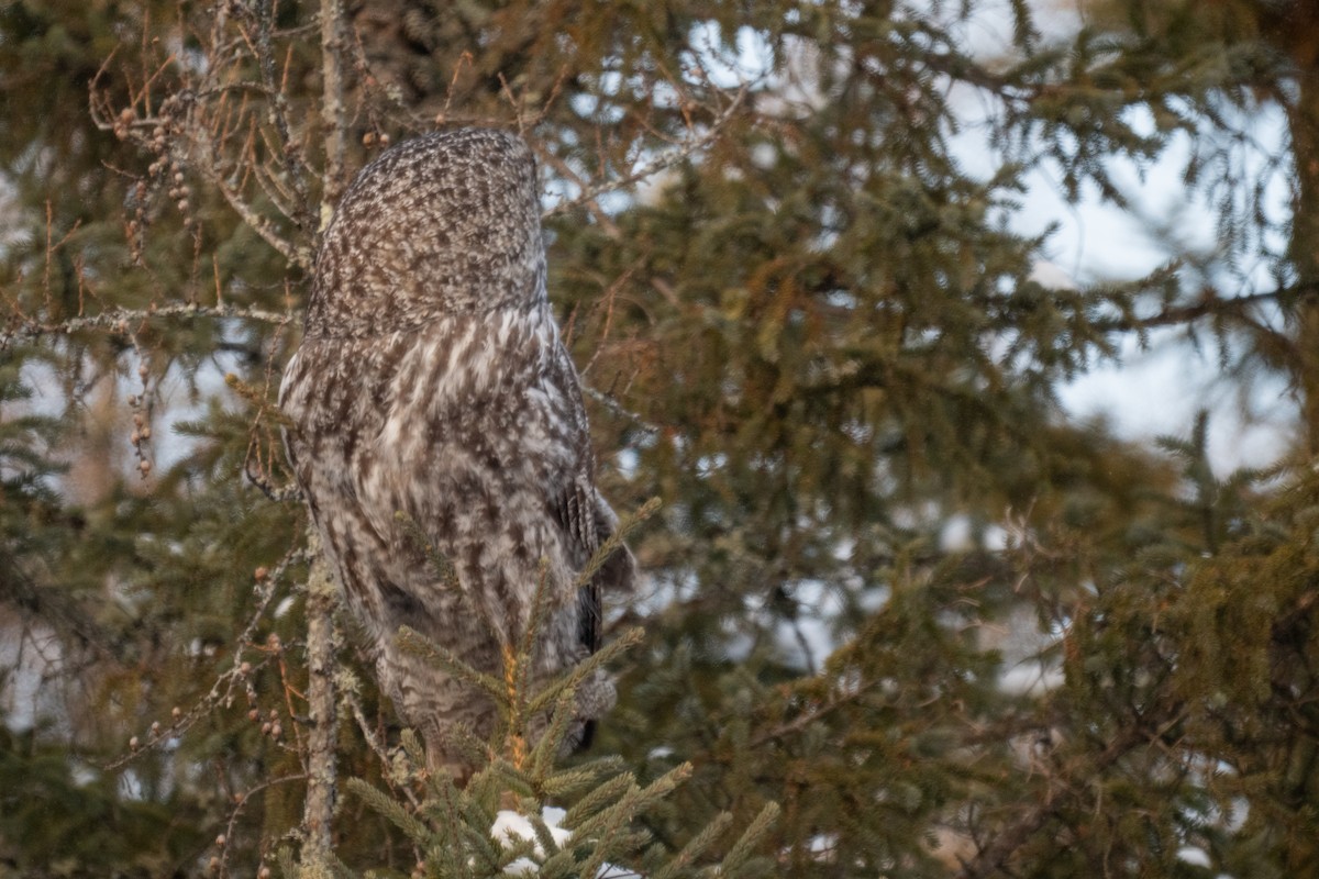 Bartkauz - ML646881591