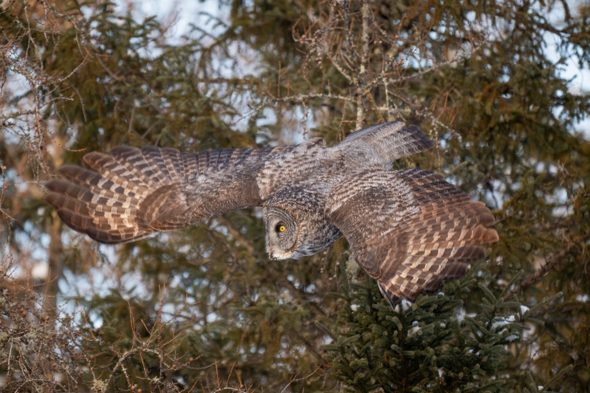 Bartkauz - ML646881592