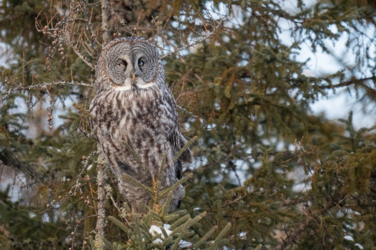 Bartkauz - ML646881593