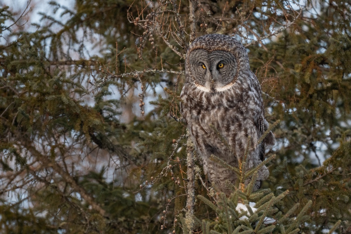 Bartkauz - ML646881594