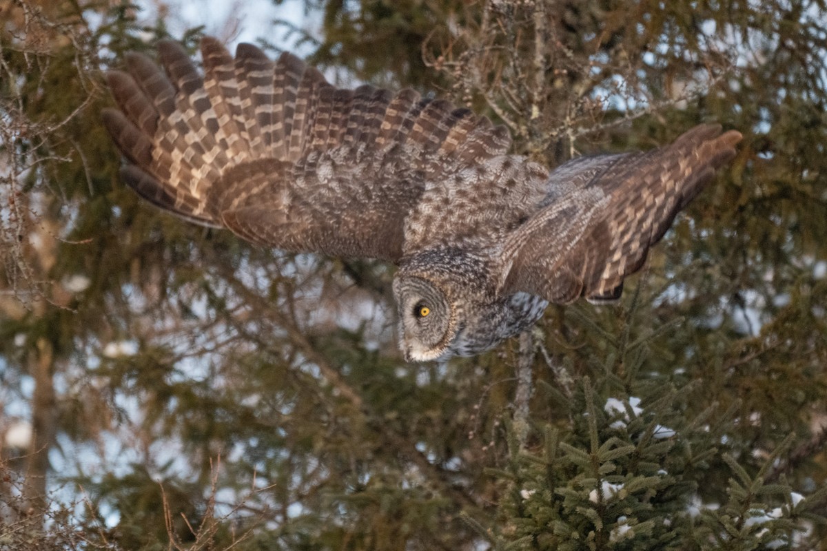 Bartkauz - ML646881595