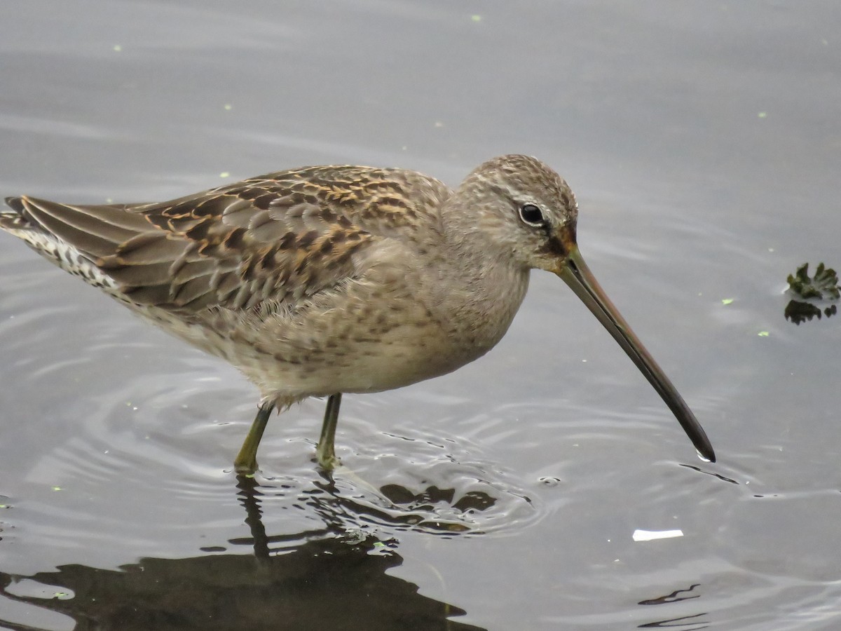 slukovec dlouhozobý - ML646881596