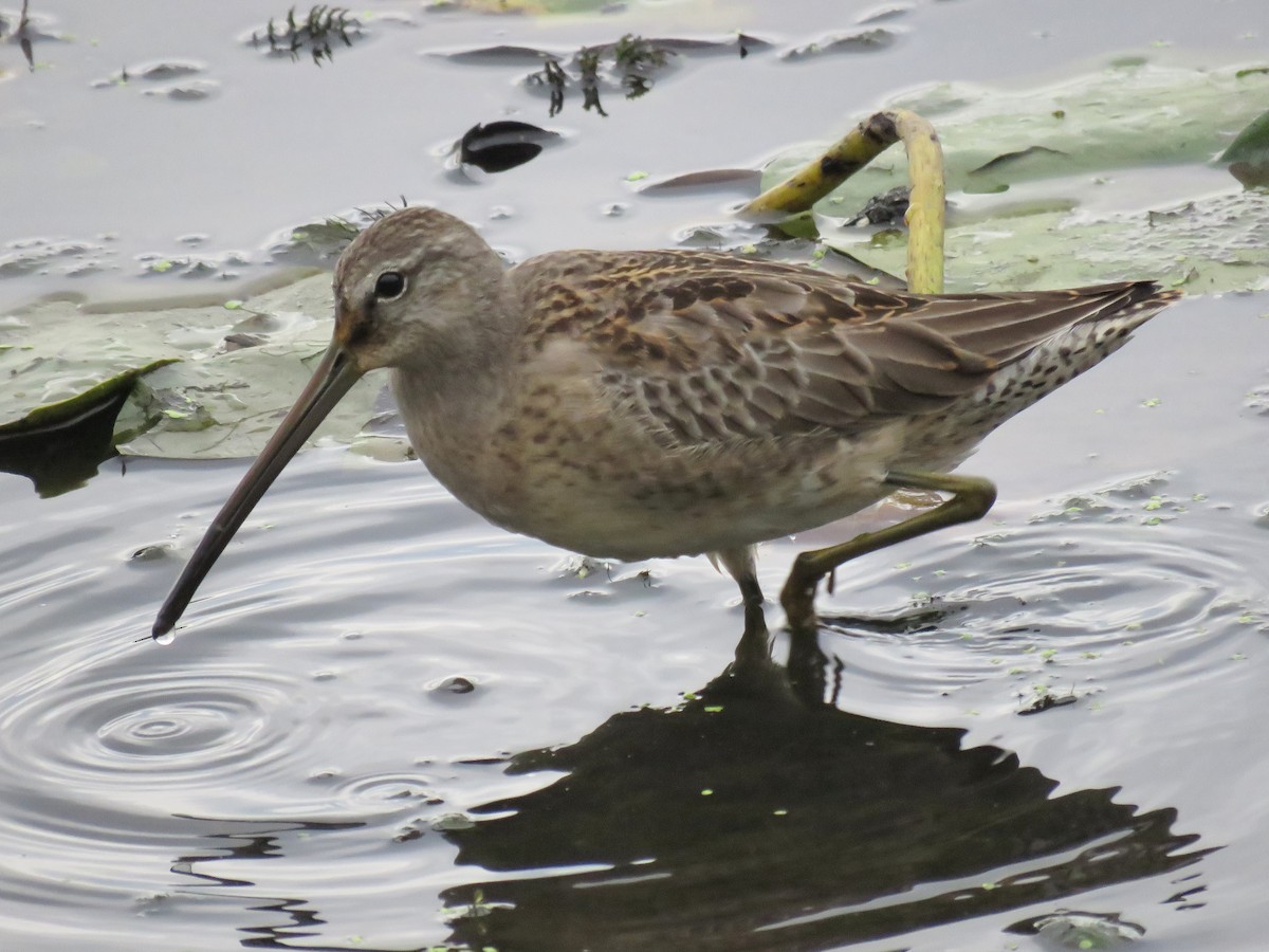 slukovec dlouhozobý - ML646881597