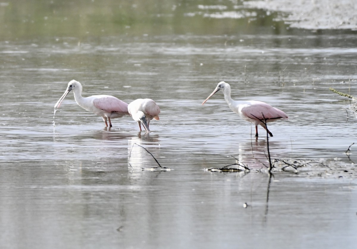 Roseate Spoonbill - ML646881601
