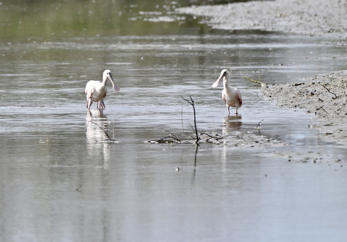 Roseate Spoonbill - ML646881602