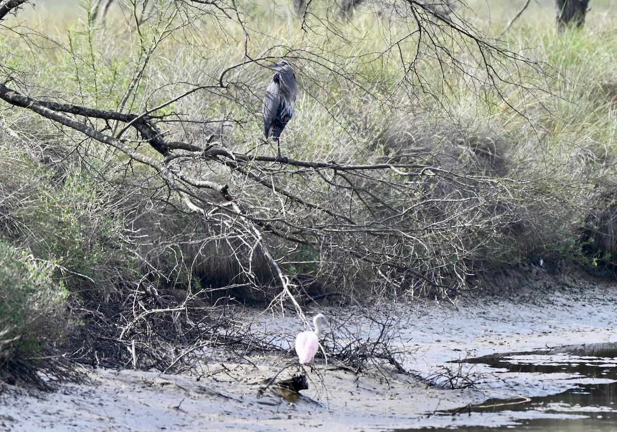 Roseate Spoonbill - ML646881603