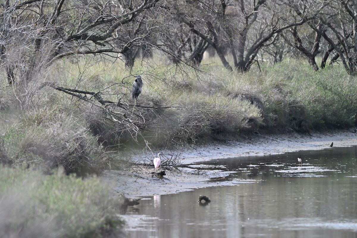 Roseate Spoonbill - ML646881604