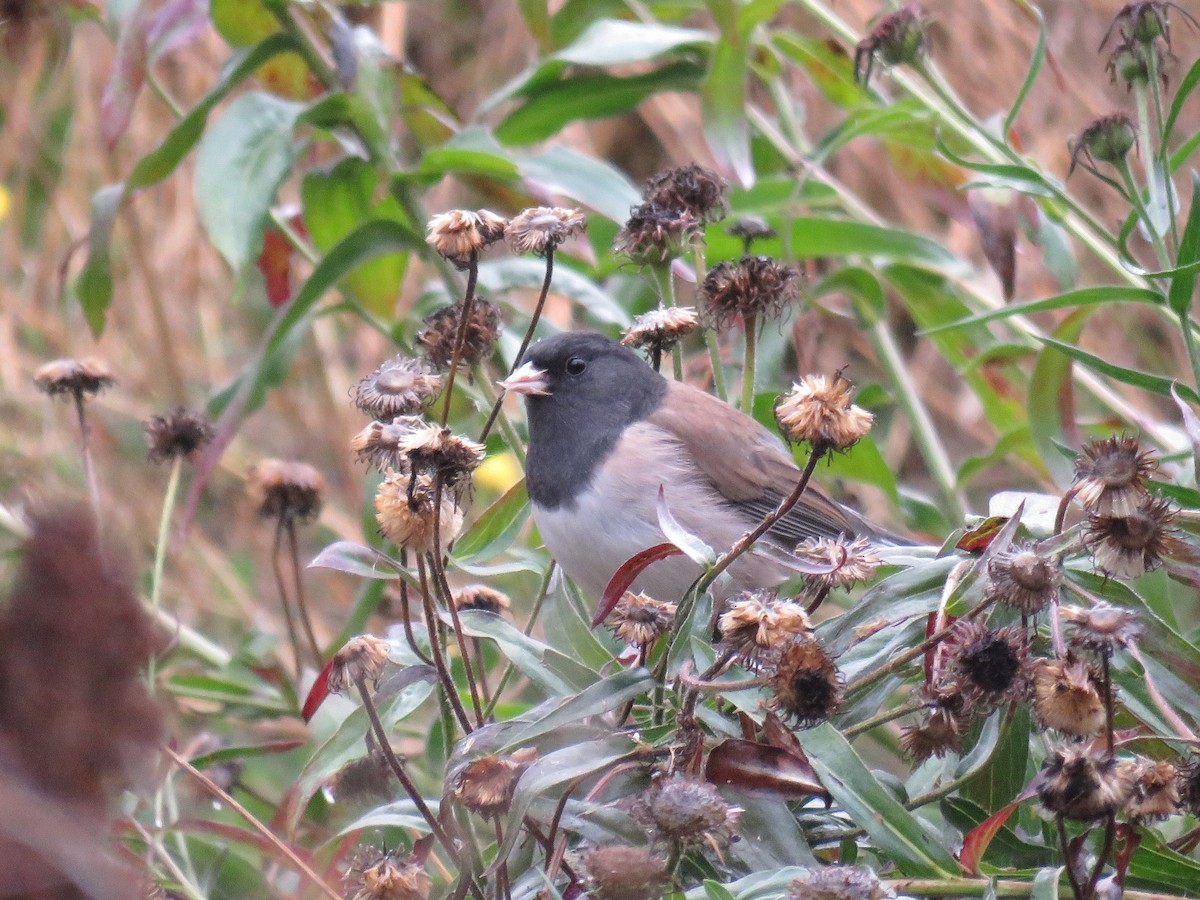 Серый юнко (Орегонский) - ML646881613