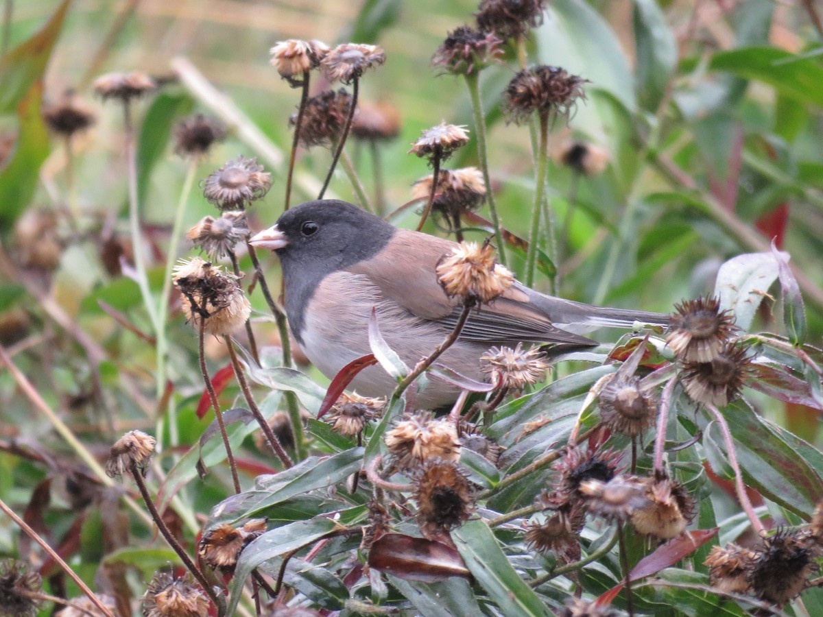 Серый юнко (Орегонский) - ML646881614