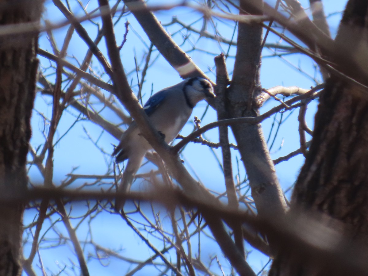 Blue Jay - ML646881615