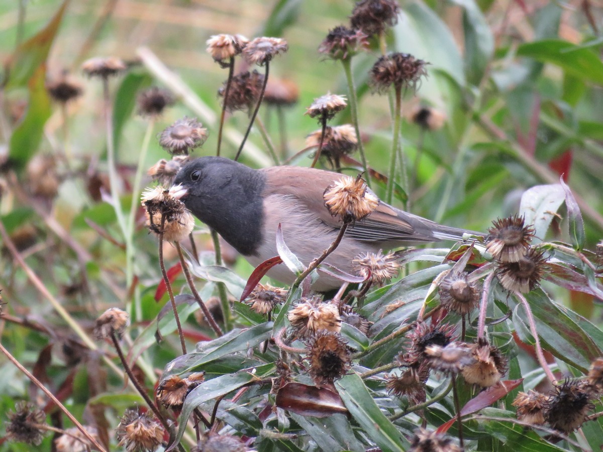 Серый юнко (Орегонский) - ML646881616