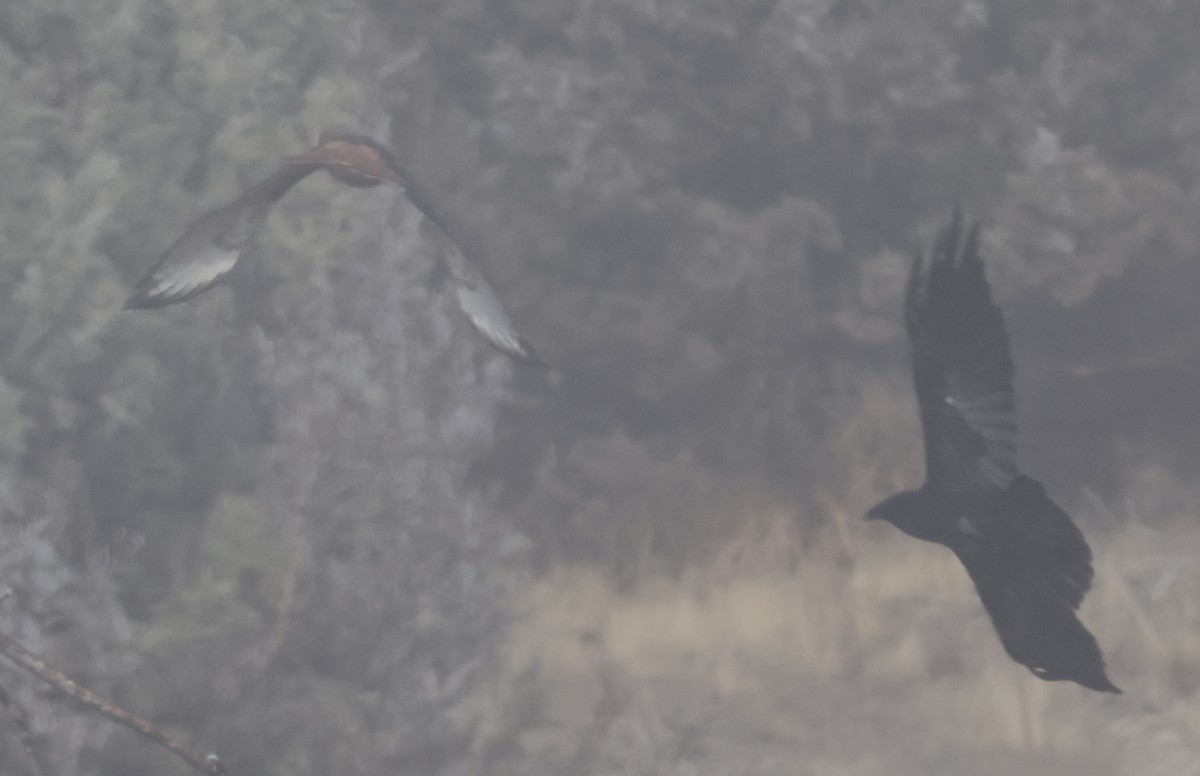 Краснохвостый канюк - ML646881617