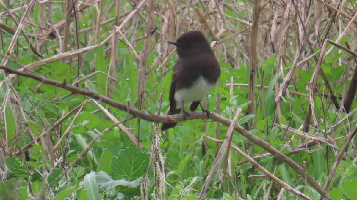 Black Phoebe - ML646881619