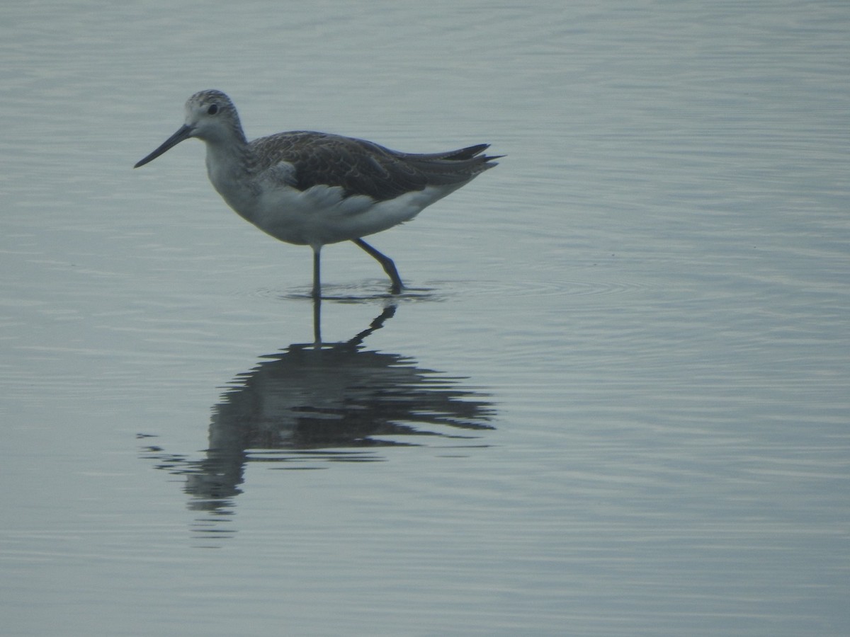 Common Greenshank - ML646881620