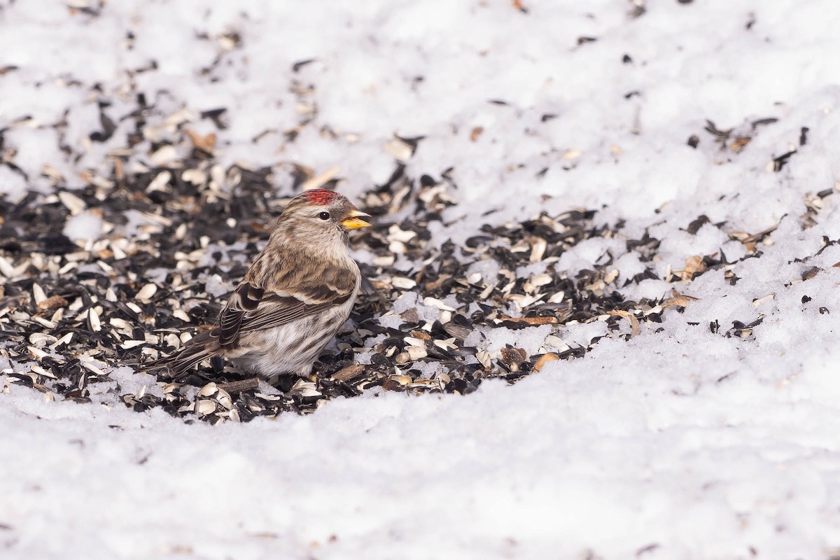 Redpoll (Common) - ML646881629