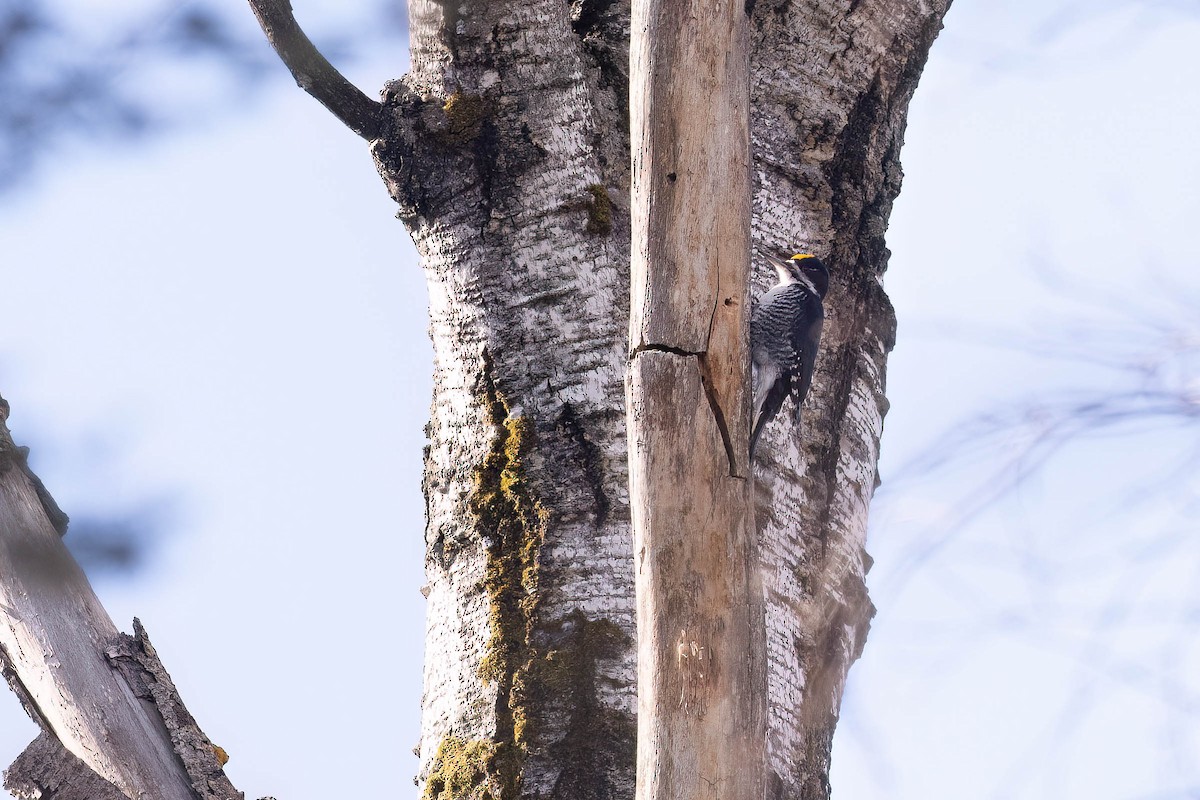 Black-backed Woodpecker - ML646881631