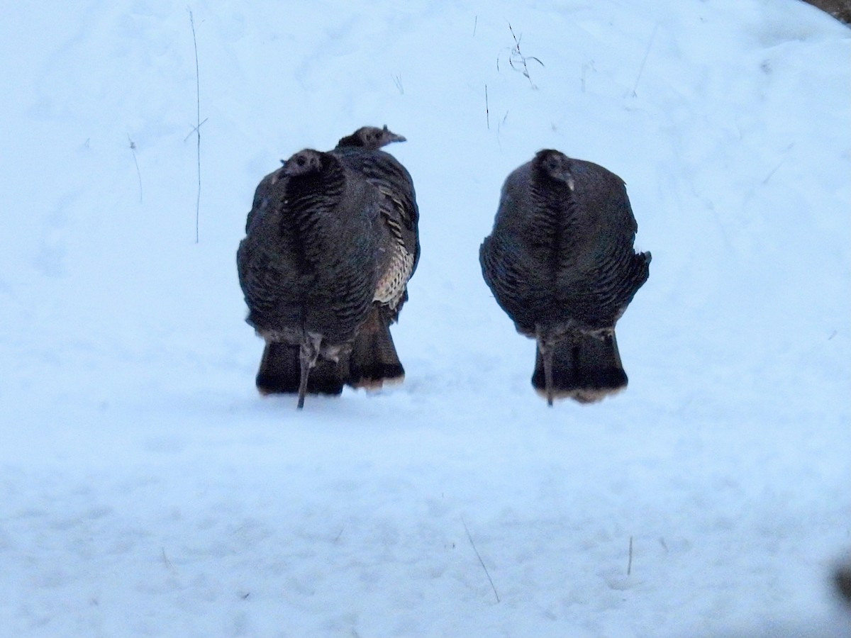 Guajolote Gallipavo - ML646881632