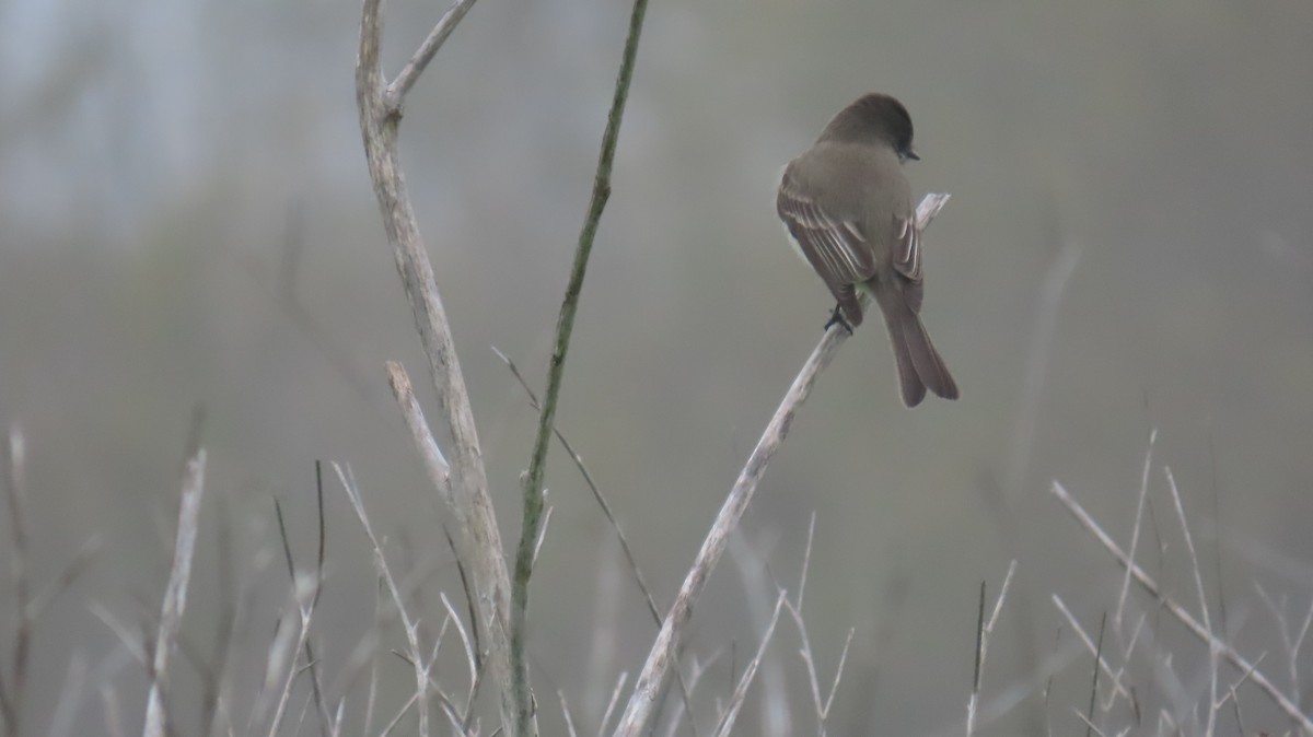 Eastern Phoebe - ML646881634