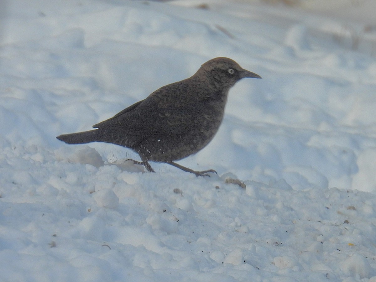 Quiscale rouilleux - ML646881635