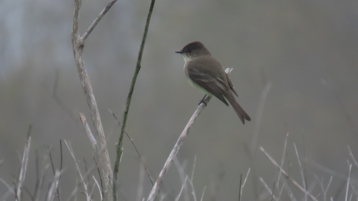Eastern Phoebe - ML646881637