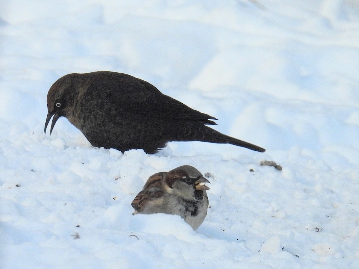 Quiscale rouilleux - ML646881641