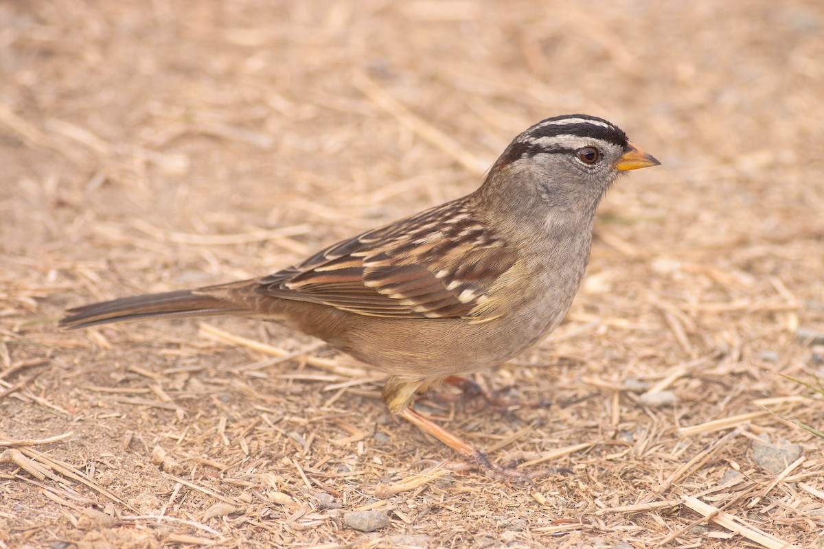 White-crowned Sparrow - ML646881642