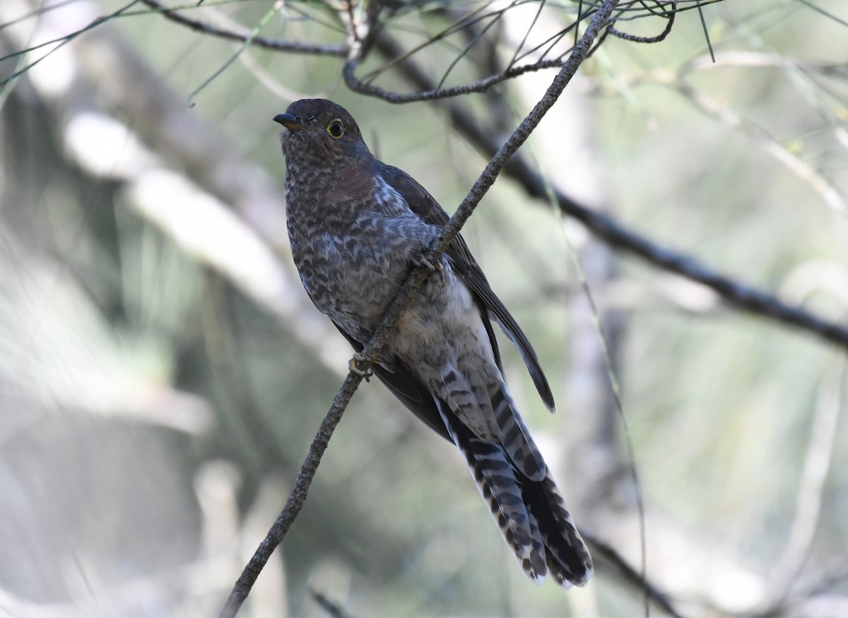 Fan-tailed Cuckoo - ML646881643