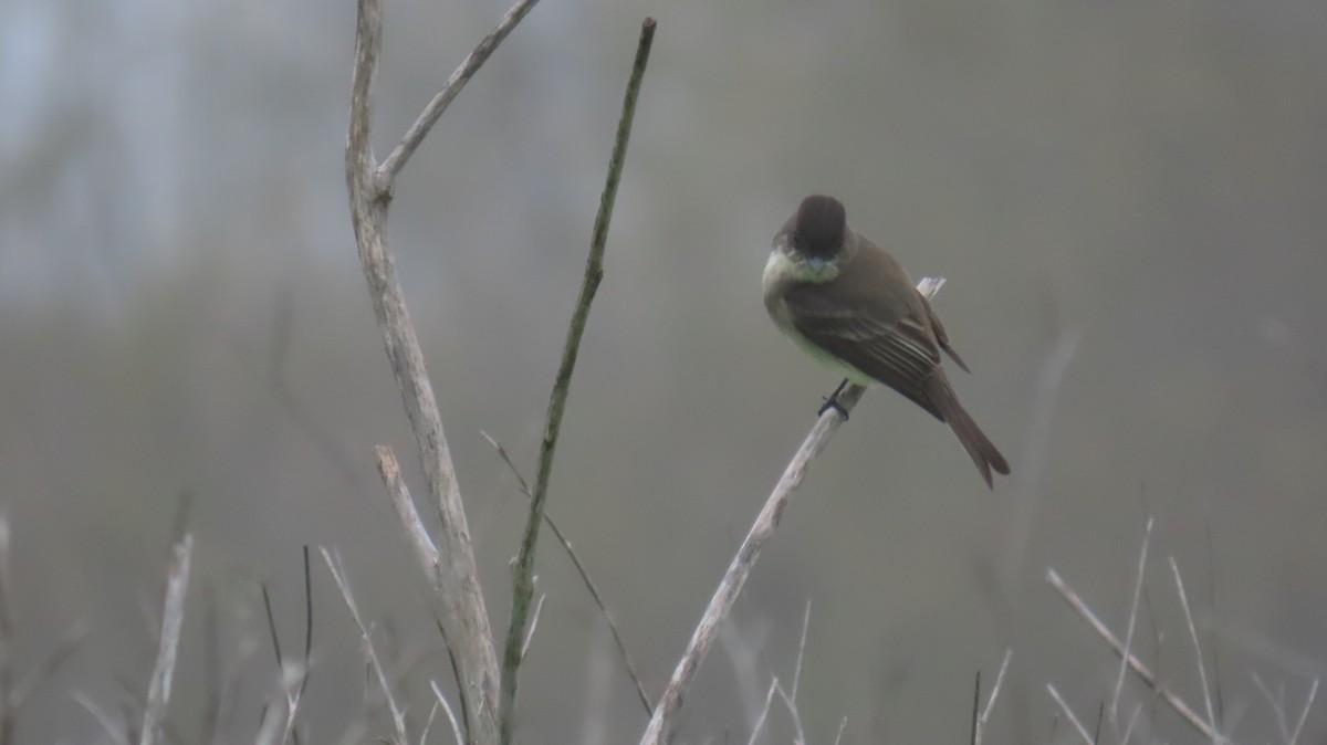 Eastern Phoebe - ML646881644