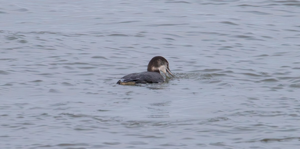 Common Loon - ML646881645