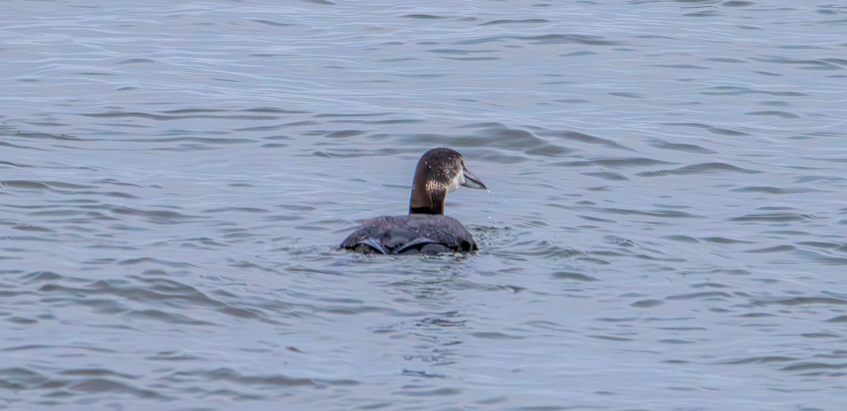 Common Loon - ML646881646