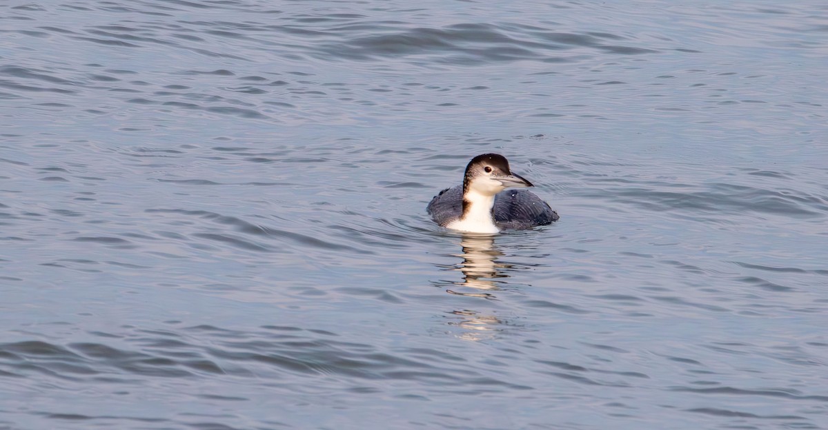 Common Loon - ML646881647
