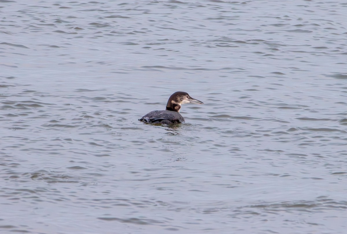 Common Loon - ML646881648